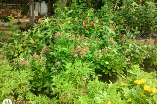 Nurseries, Gardens and Parks