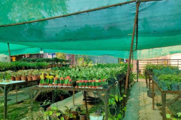 Grow your own Fruits and Vegetables